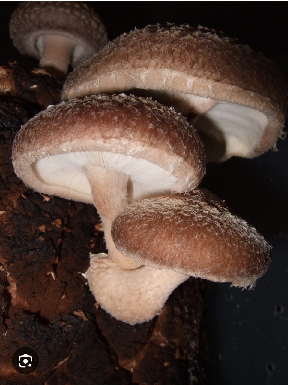 7 Hongos: Reishi, Chaga, Shitake Maitake, Melena de leon, Cordyceps, Tremella - Imagen 8