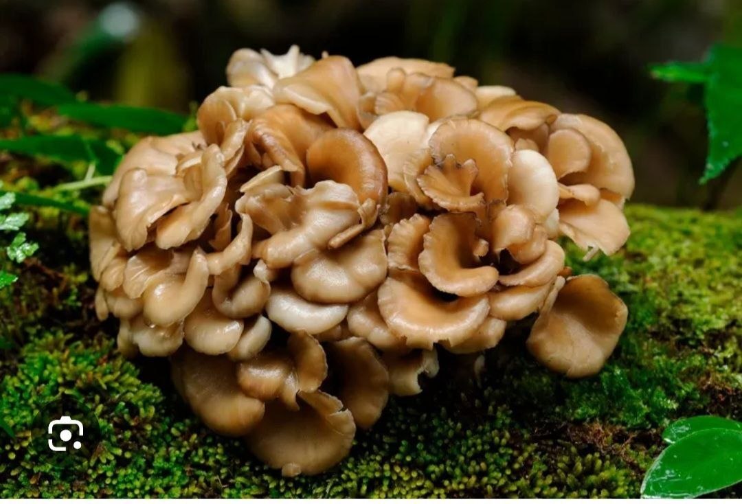 7 Hongos: Reishi, Chaga, Shitake Maitake, Melena de leon, Cordyceps, Tremella - Imagen 7