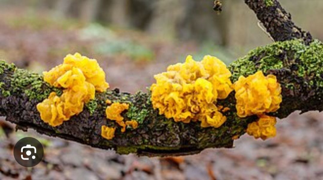 7 Hongos: Reishi, Chaga, Shitake Maitake, Melena de leon, Cordyceps, Tremella - Imagen 6