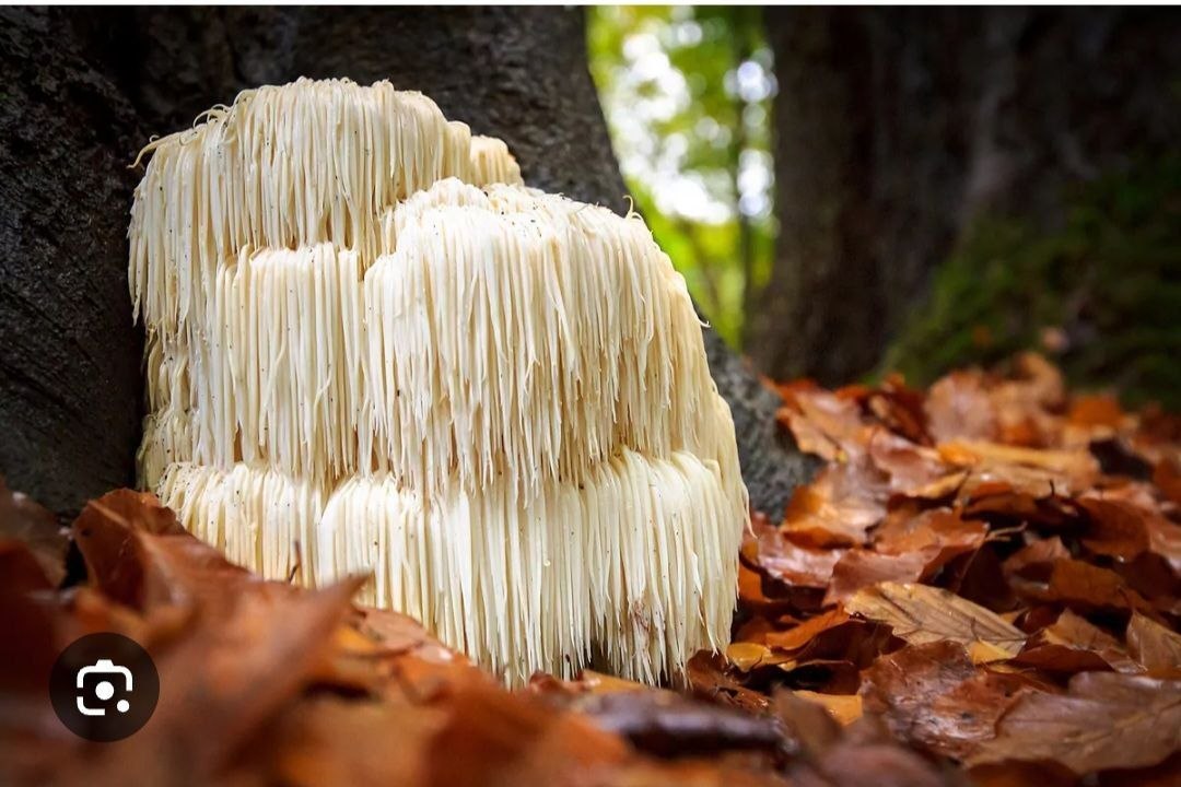 7 Hongos: Reishi, Chaga, Shitake Maitake, Melena de leon, Cordyceps, Tremella - Imagen 5