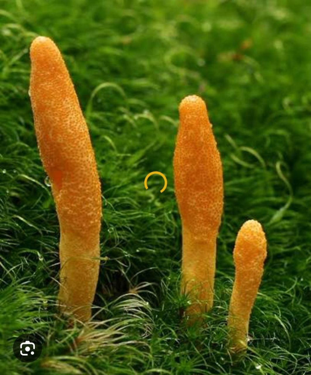 7 Hongos: Reishi, Chaga, Shitake Maitake, Melena de leon, Cordyceps, Tremella - Imagen 4