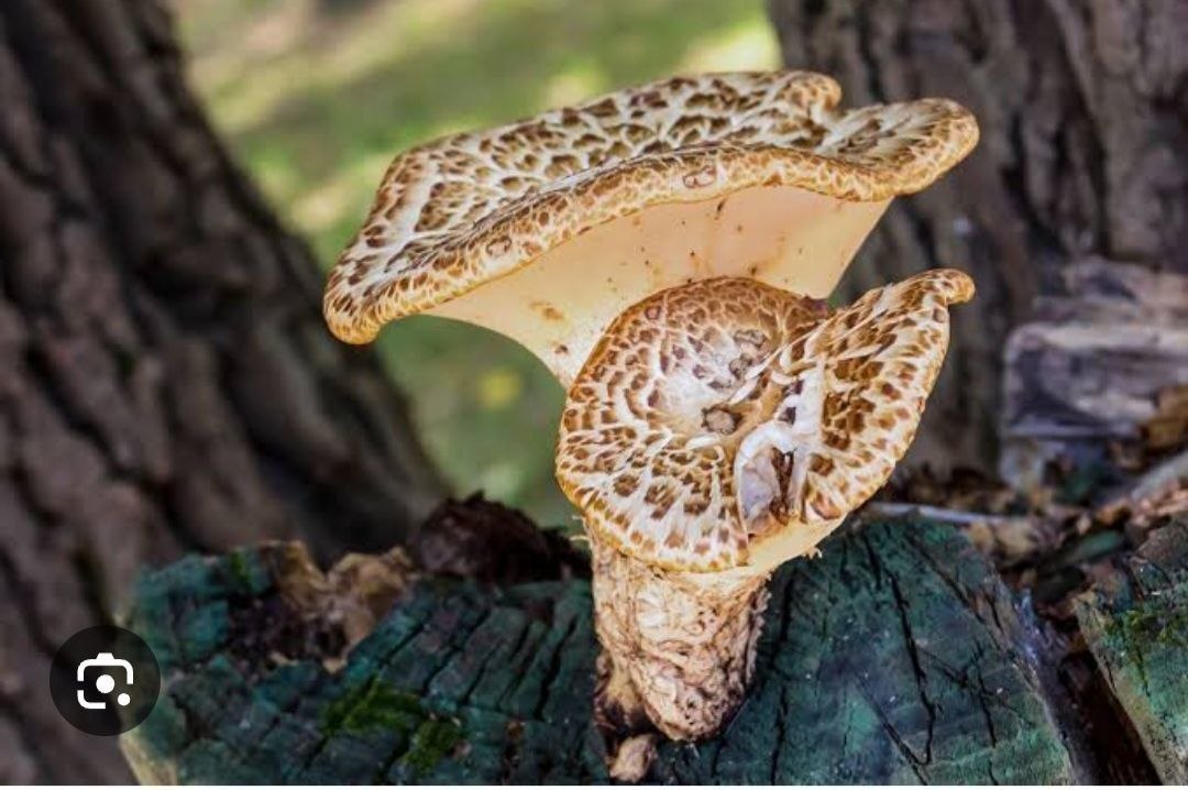 7 Hongos: Reishi, Chaga, Shitake Maitake, Melena de leon, Cordyceps, Tremella - Imagen 3