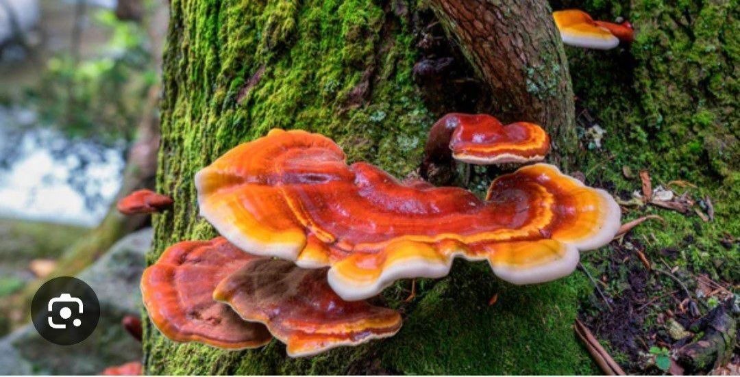 7 Hongos: Reishi, Chaga, Shitake Maitake, Melena de leon, Cordyceps, Tremella - Imagen 2